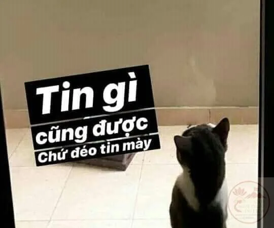 meme đéo tin