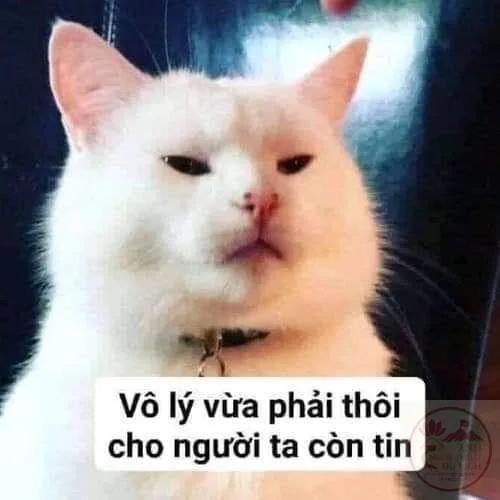 meme đéo tin