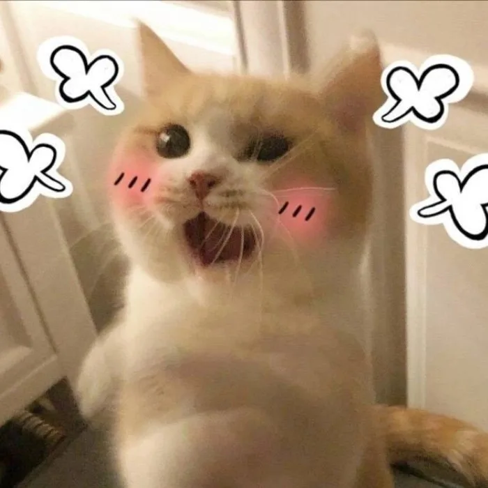 meme động vật cute