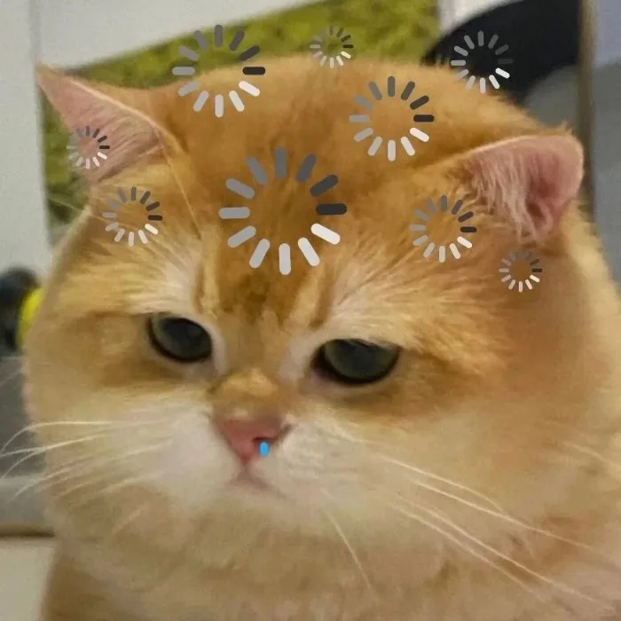 meme động vật cute