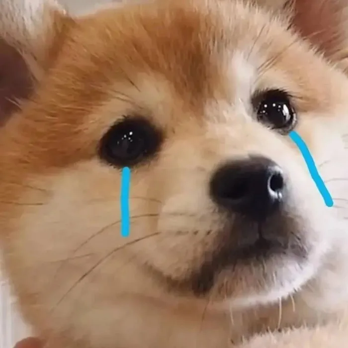 ảnh meme động vật