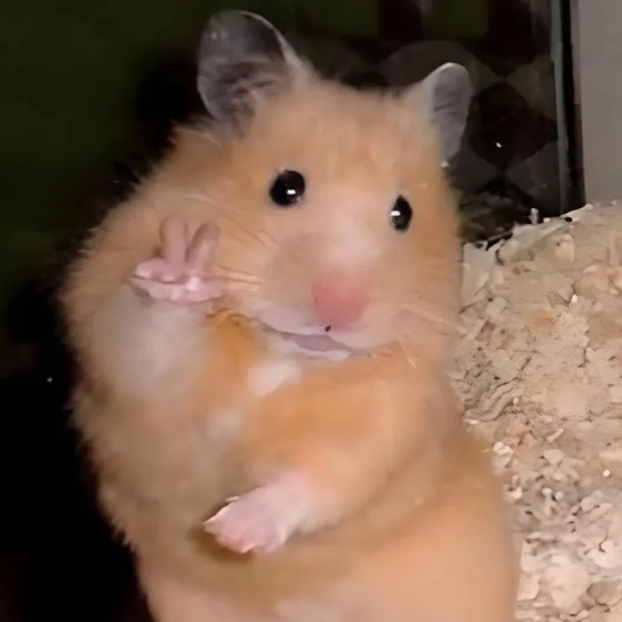 meme động vật cute