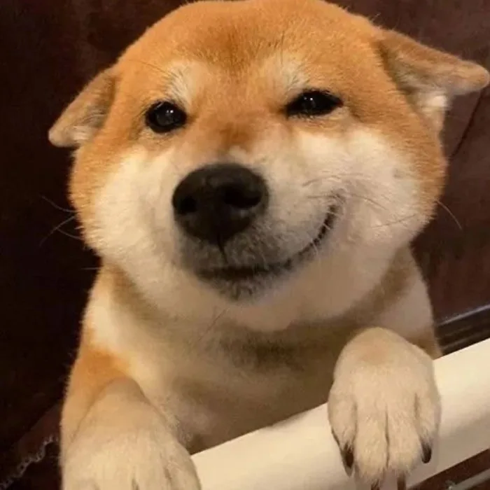 ảnh meme động vật