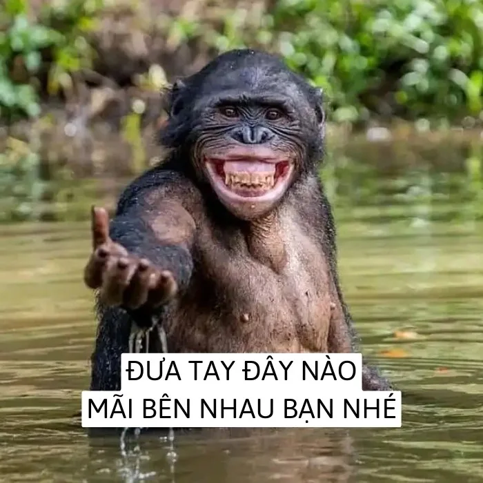 ảnh chế động vật hài hước
