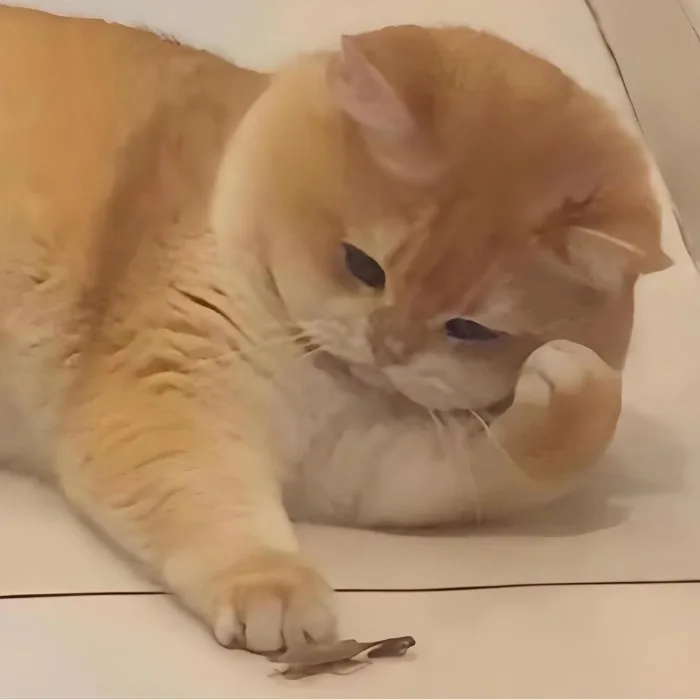 meme động vật cute