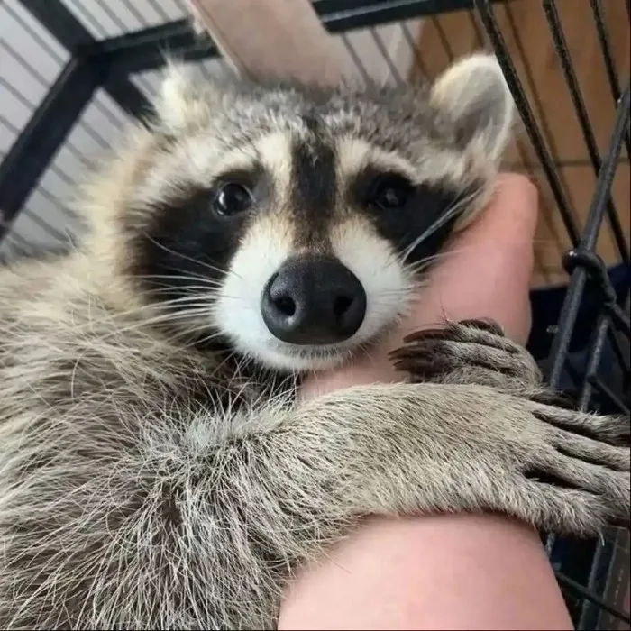 meme động vật cute
