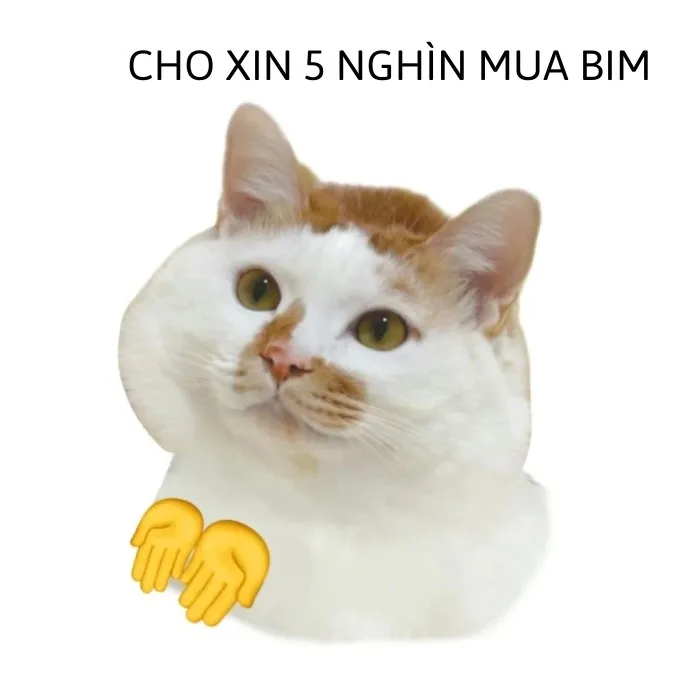 meme động vật cute