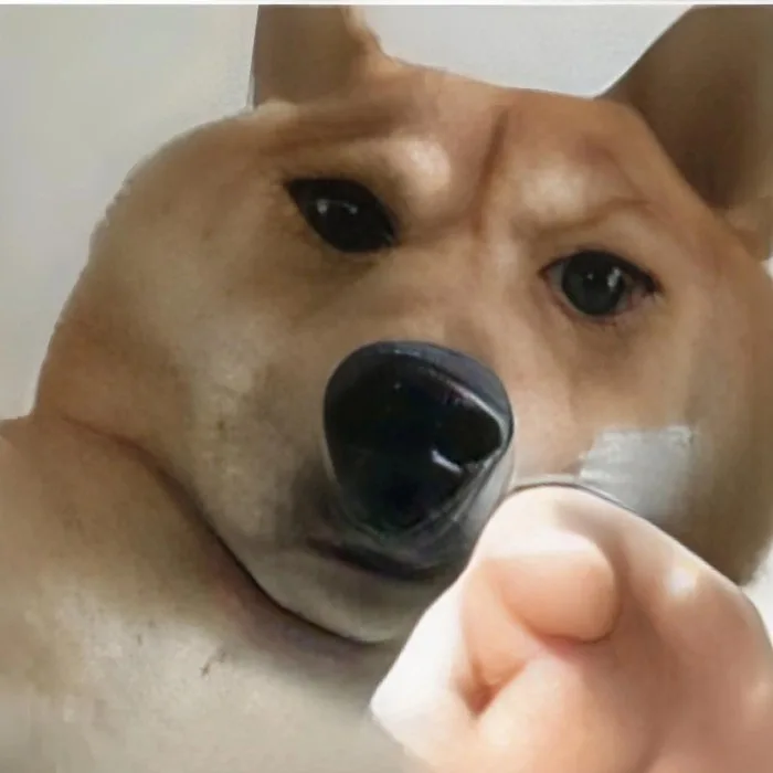ảnh meme động vật