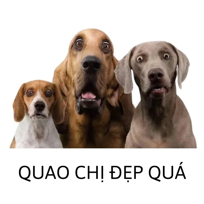 ảnh meme động vật