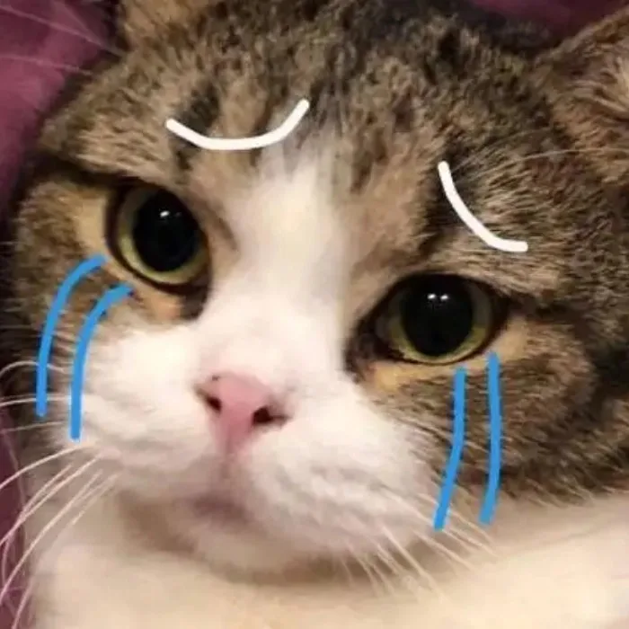 meme động vật cute