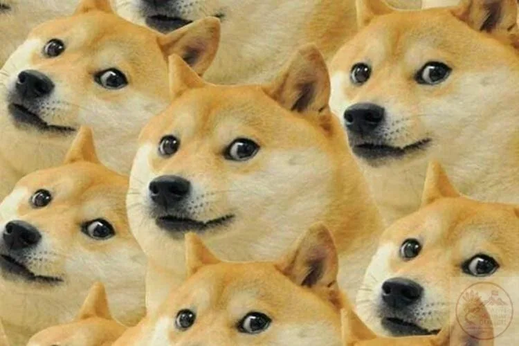 ảnh meme động vật