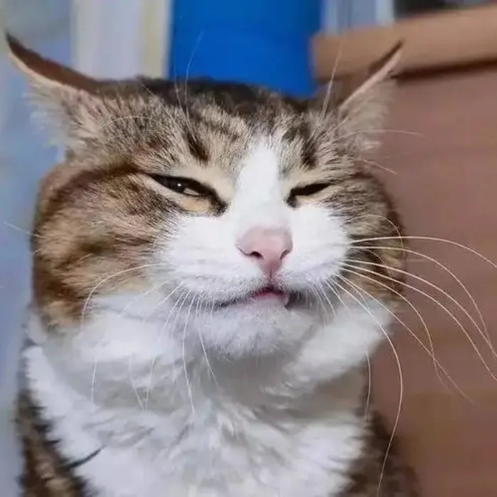 meme động vật cute