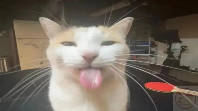 meme động vật cute