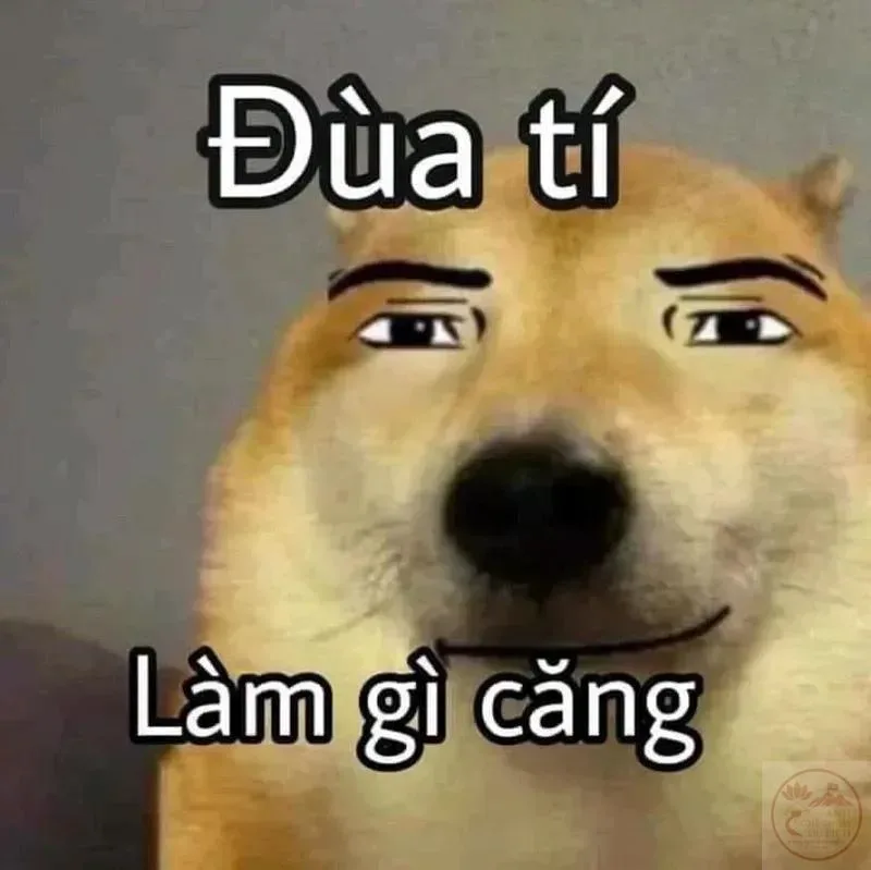 ảnh meme động vật