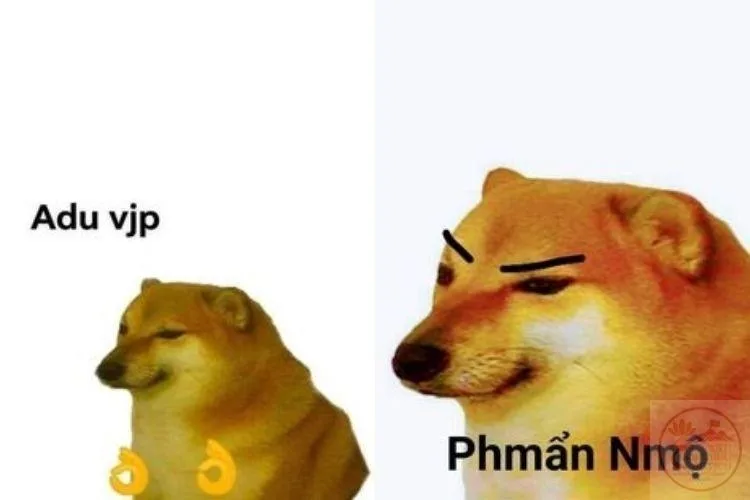 ảnh meme động vật