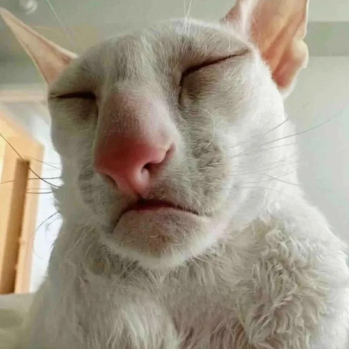 meme động vật cute