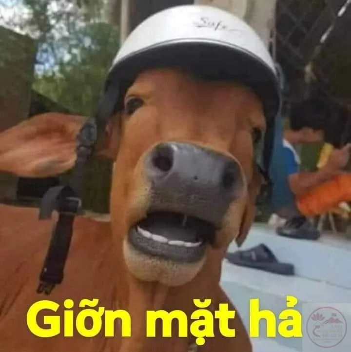 ảnh chế động vật hài hước