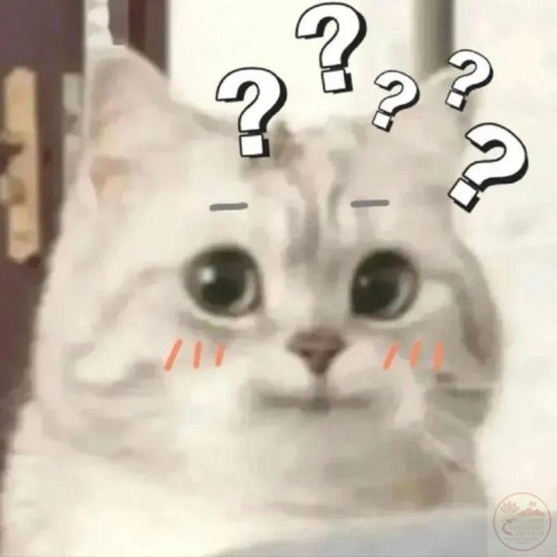 meme động vật cute