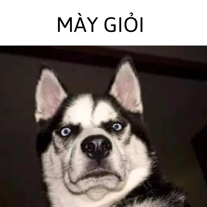 ảnh meme động vật