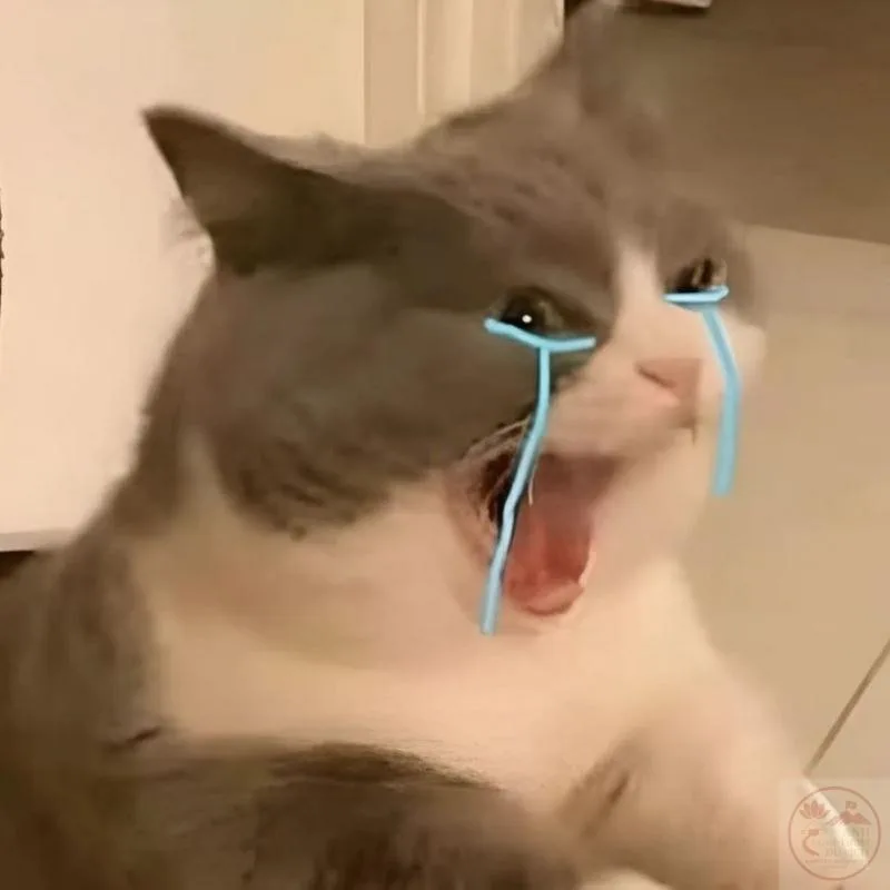 meme động vật cute