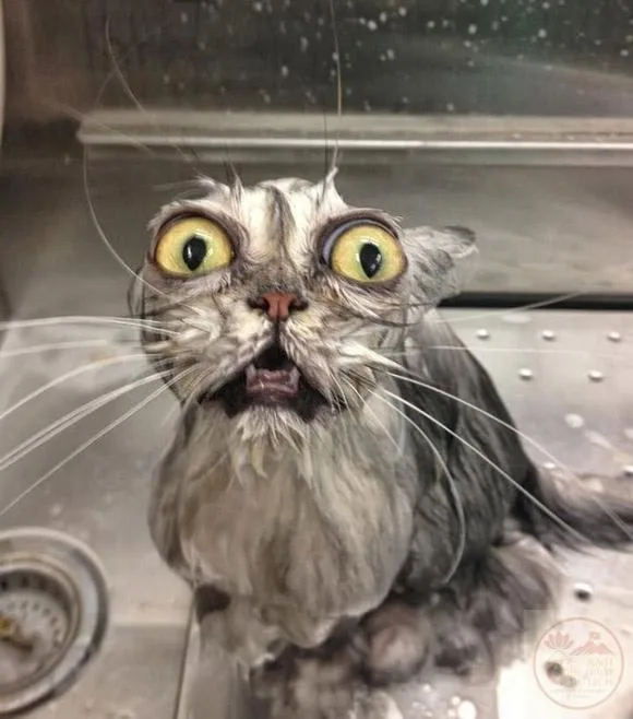 meme động vật cute