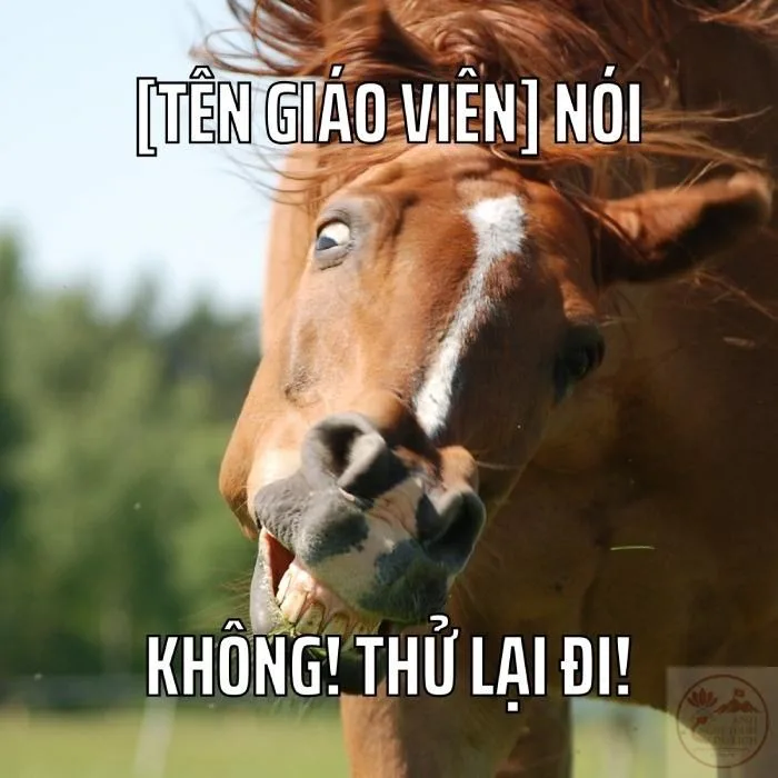 ảnh chế động vật hài hước