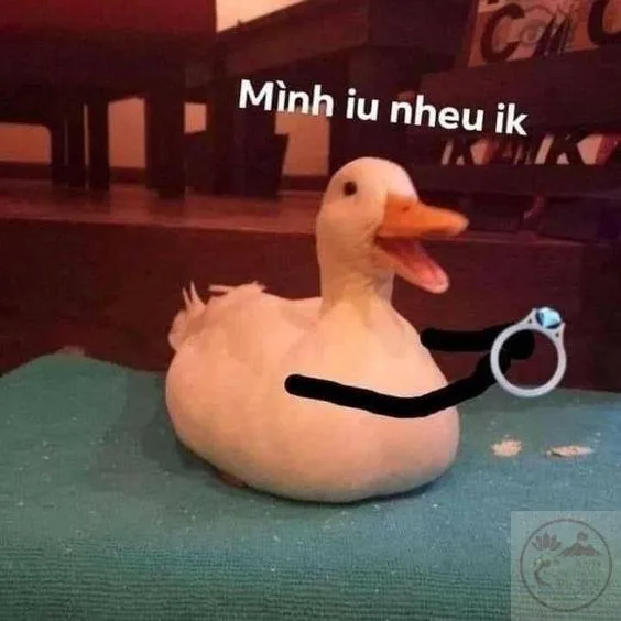 ảnh chế động vật hài hước