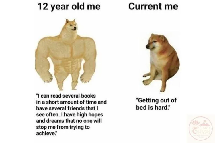 ảnh meme động vật