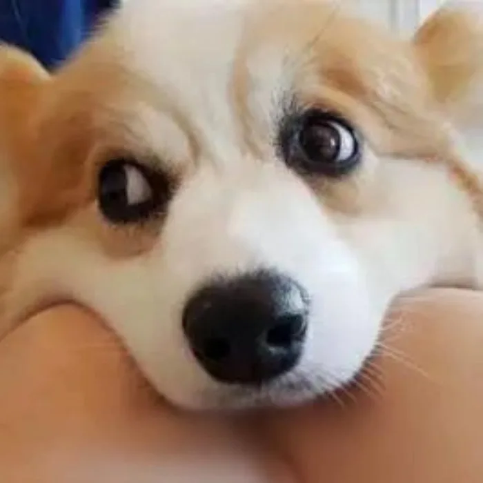 ảnh meme động vật