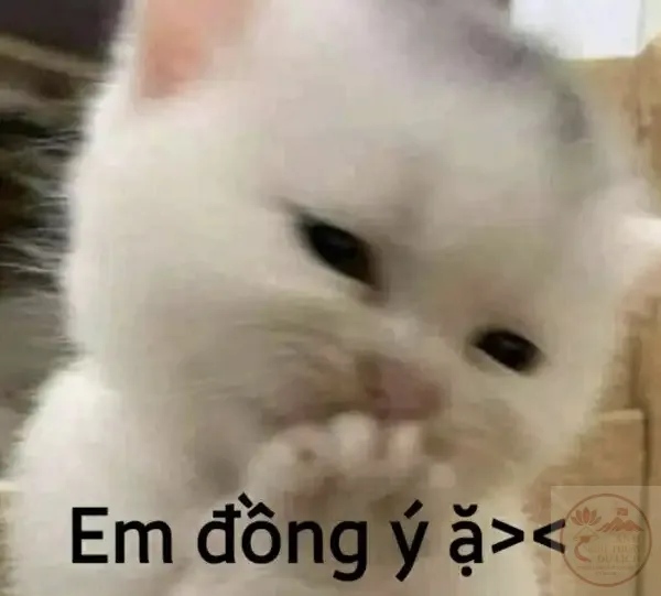 meme em đồng ý