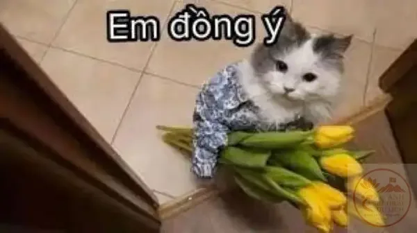 meme em đồng ý
