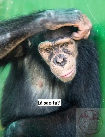 ảnh meme gãi đầu
