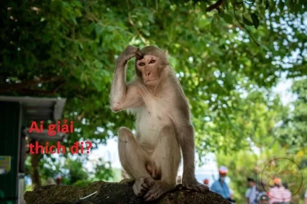 ảnh meme gãi đầu