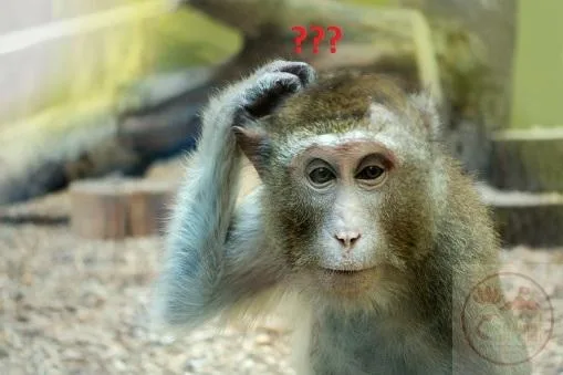 ảnh meme gãi đầu