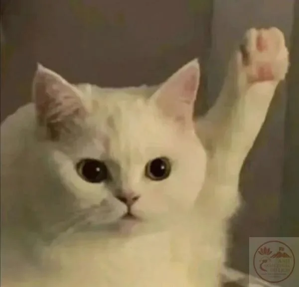 meme giơ tay