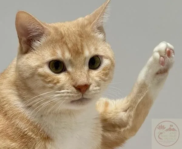 meme giơ tay