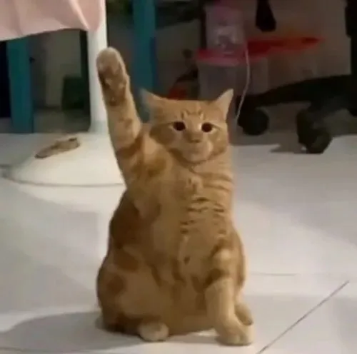 meme giơ tay