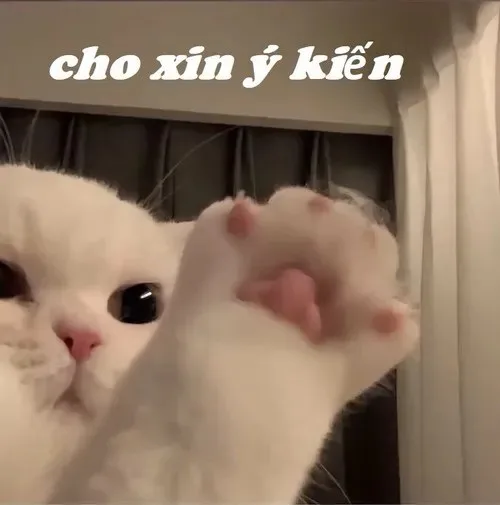 meme giơ tay