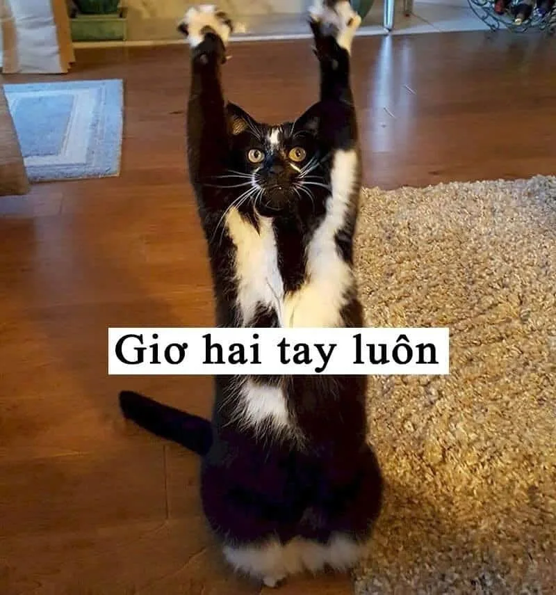 meme giơ tay