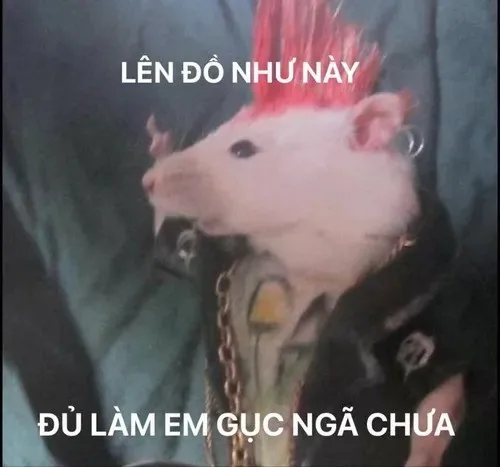 meme gục ngã vì yêu