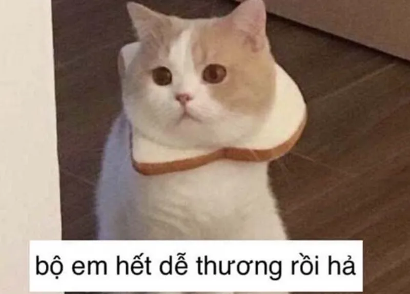 meme gục ngã vì yêu