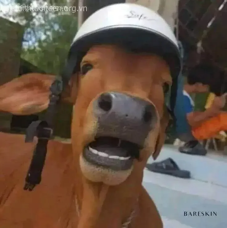 meme há mồm