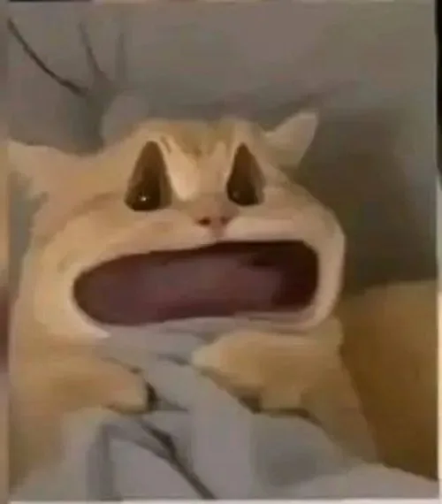 meme há mồm