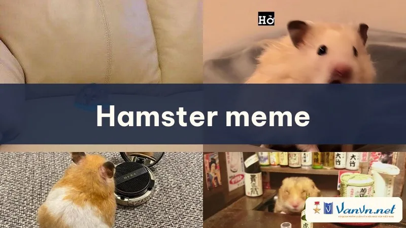 hamster meme