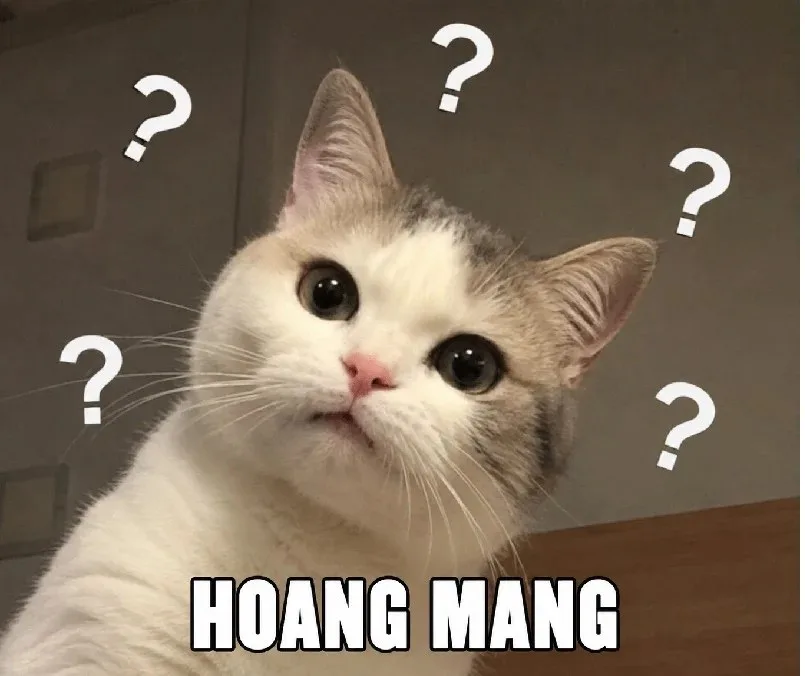 meme hoang mang chó mèo