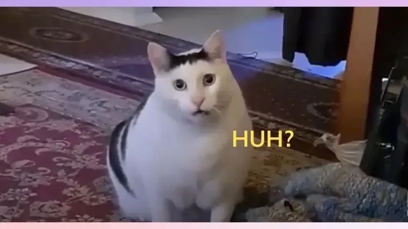 meme hoang mang chó mèo
