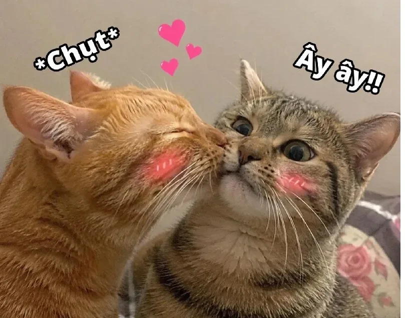 meme hôn nhau