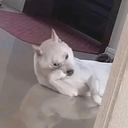mặt khinh bỉ meme