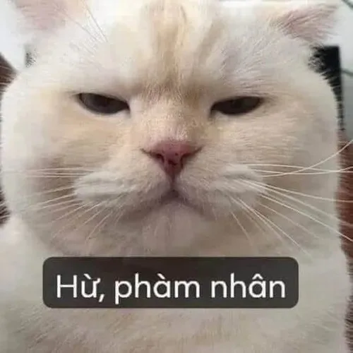 meme khinh