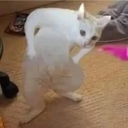 mặt khinh bỉ meme